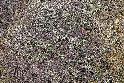 Lichen covered trees at high elevation-Great Smoky Mountains National Park-North Carolina Art Print